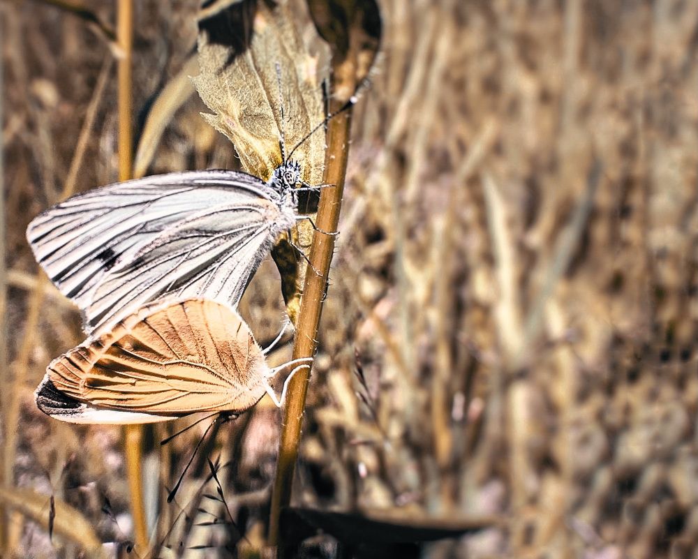 Photograph by Евгения Д