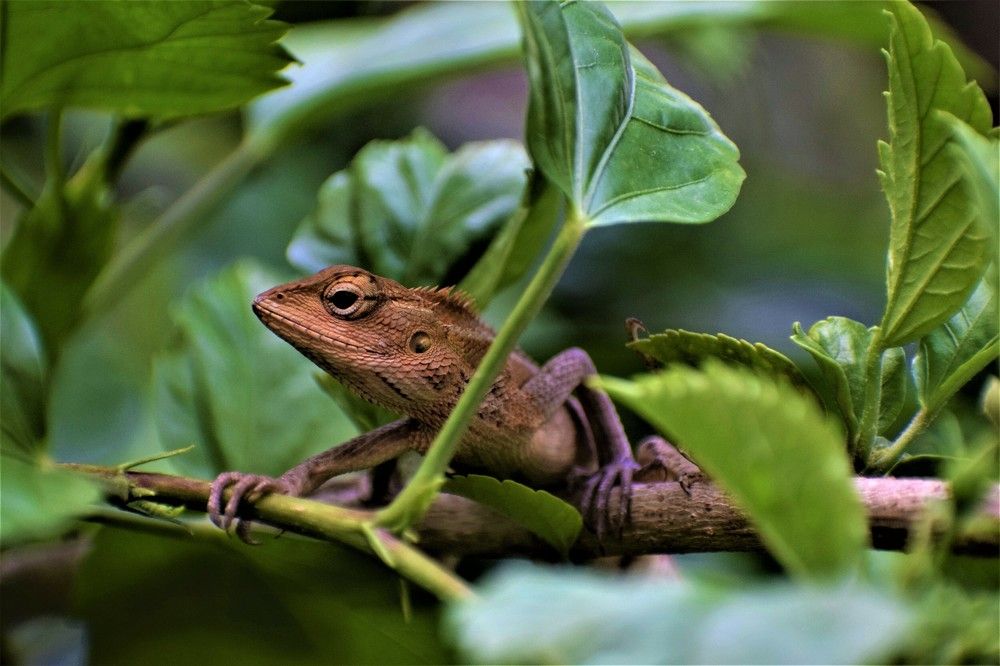 Photograph by Rajeev Sinha