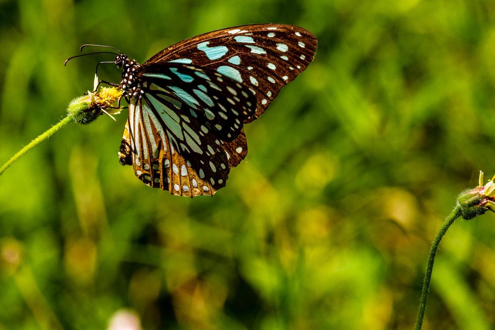 Photograph by Thusitha Dananjaya