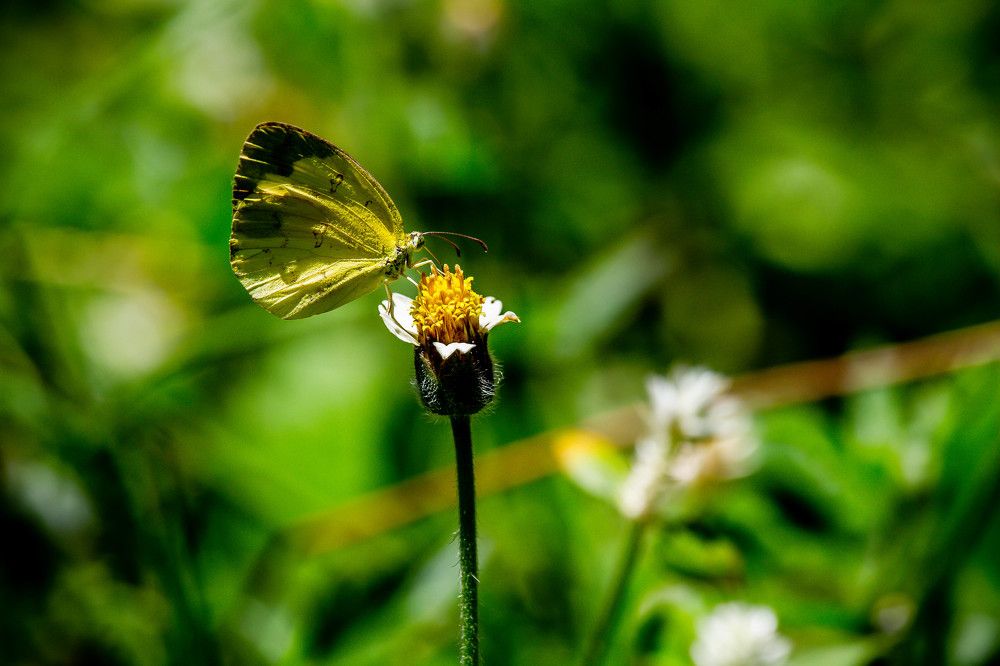 Photograph by Thusitha Dananjaya