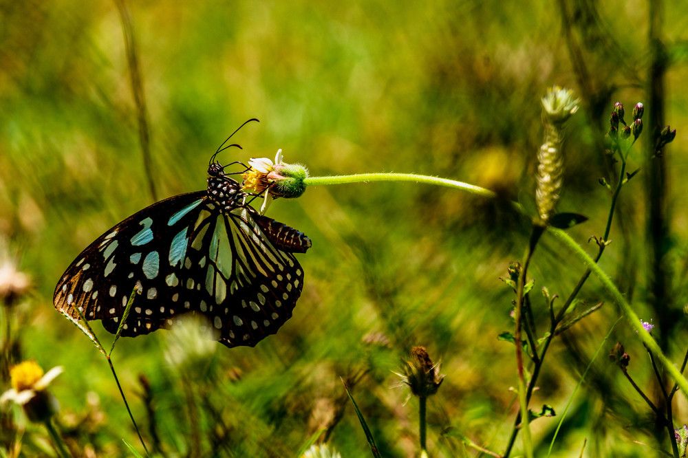 Photograph by Thusitha Dananjaya