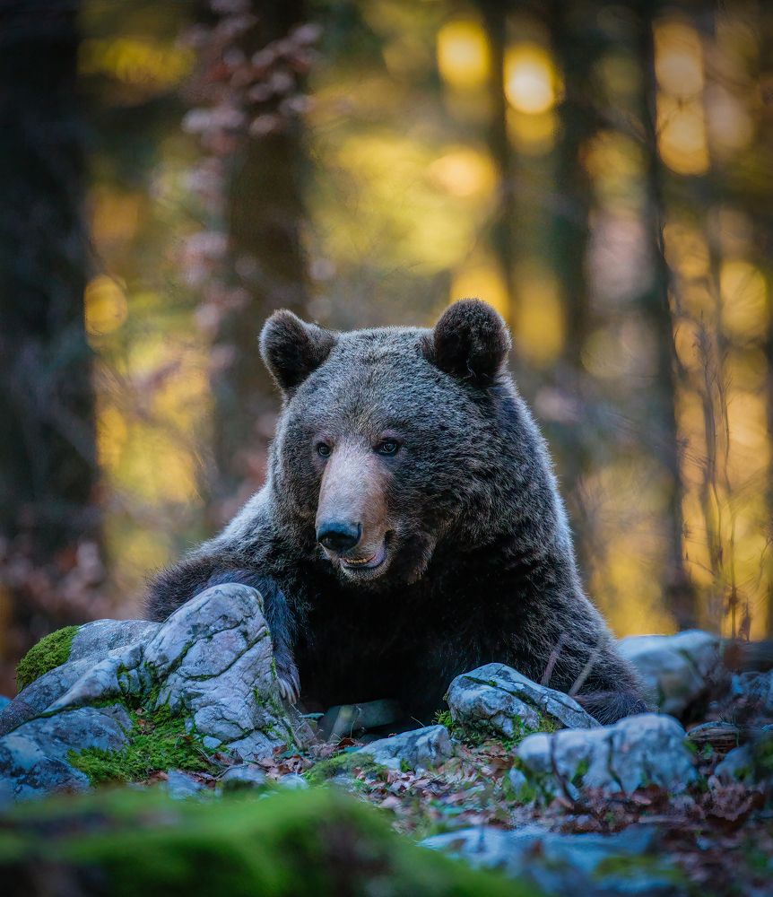 Photograph by Ruzdi Ekenheim