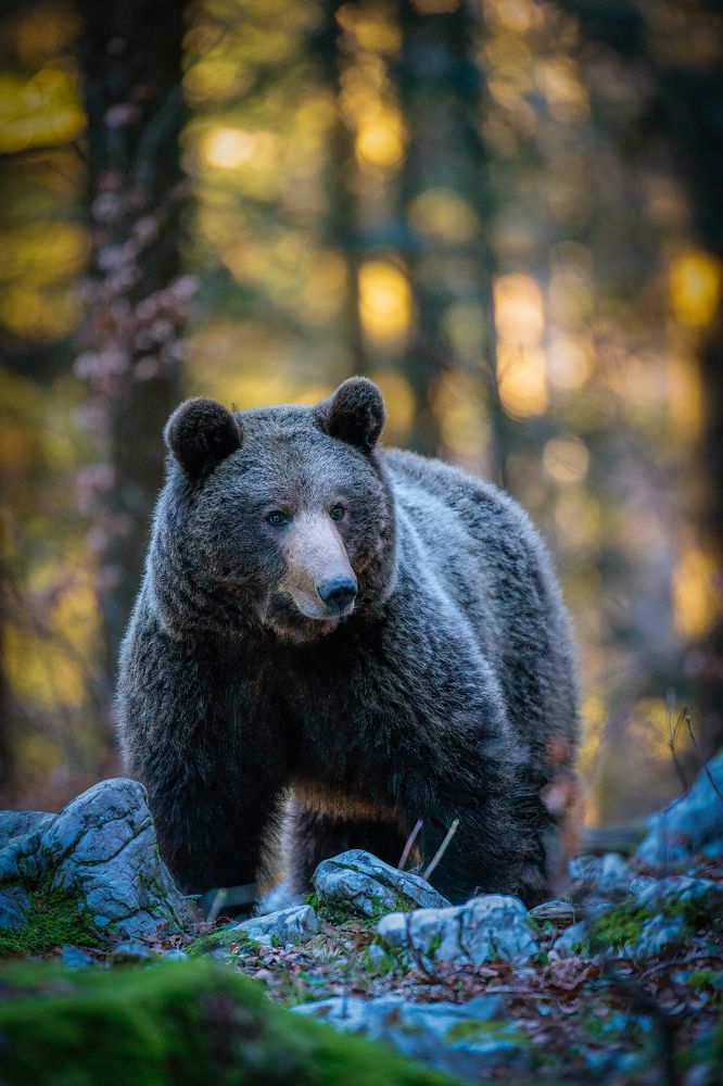 Photograph by Ruzdi Ekenheim