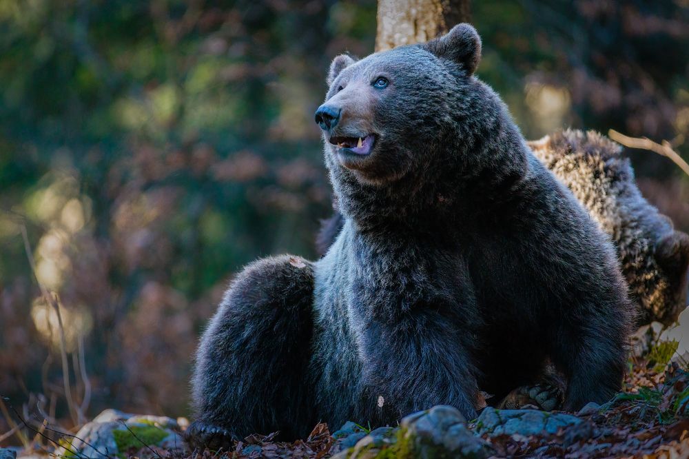 Photograph by Ruzdi Ekenheim