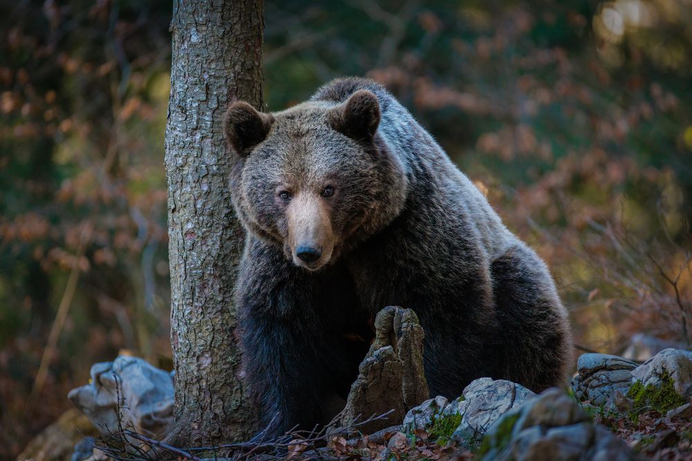 Photograph by Ruzdi Ekenheim