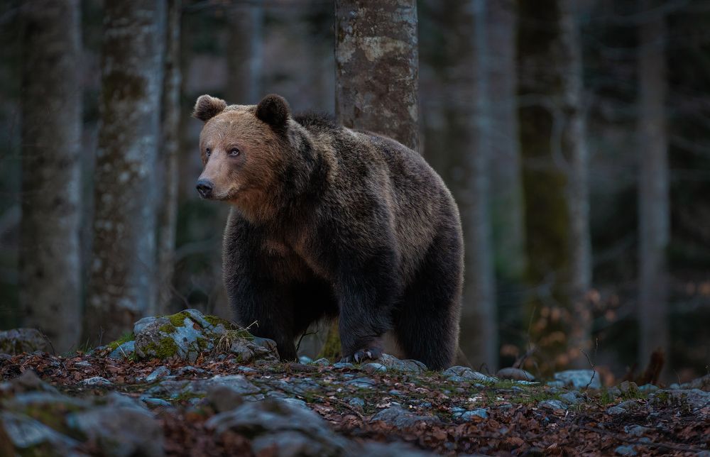 Photograph by Ruzdi Ekenheim