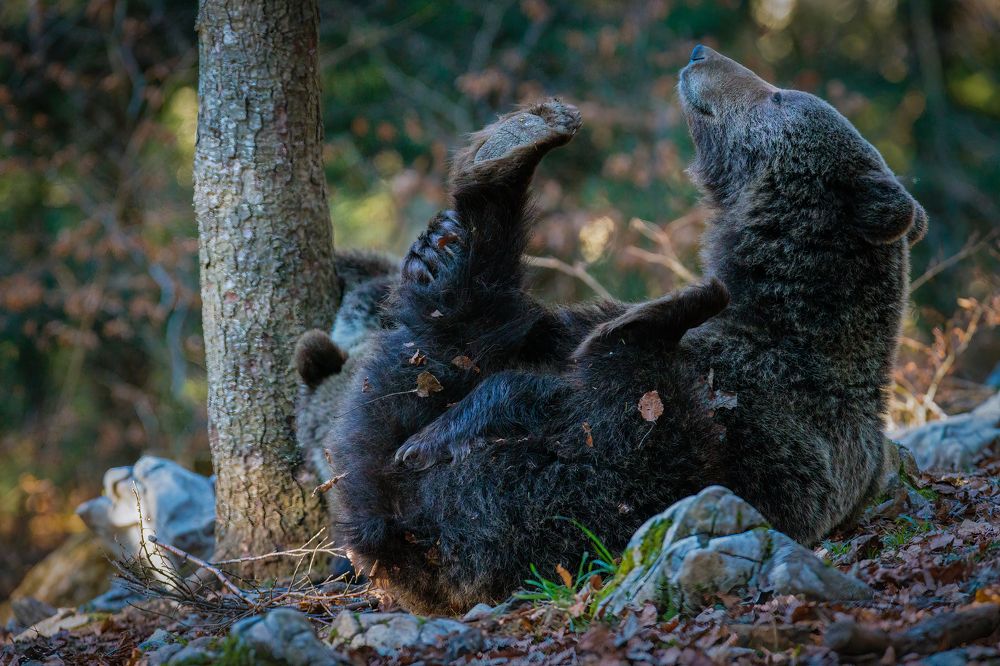 Photograph by Ruzdi Ekenheim