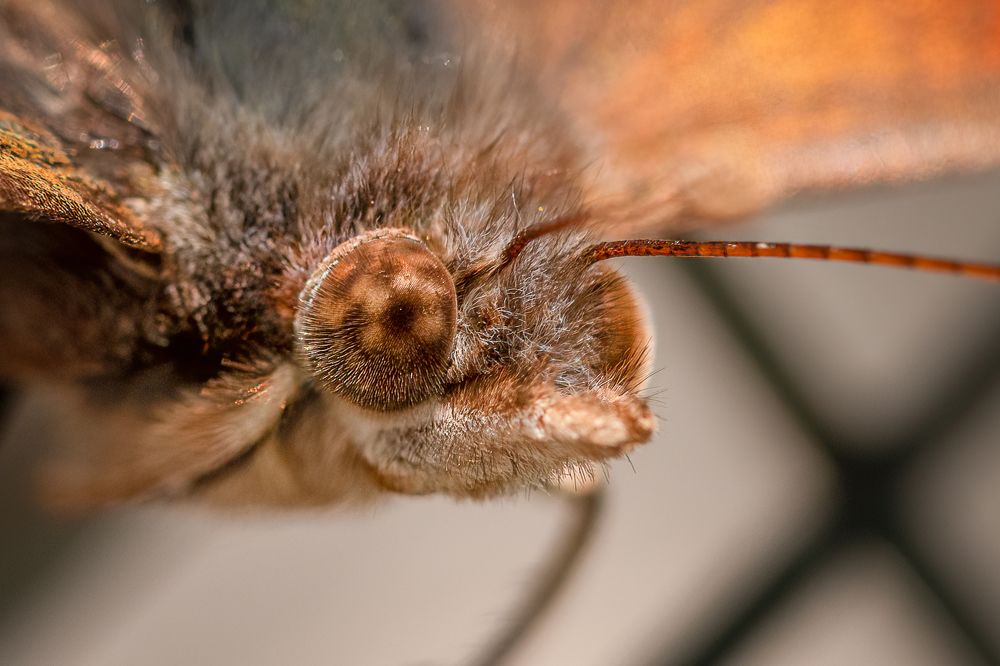 Фотография автора Ovidiu-Daniel Iordache