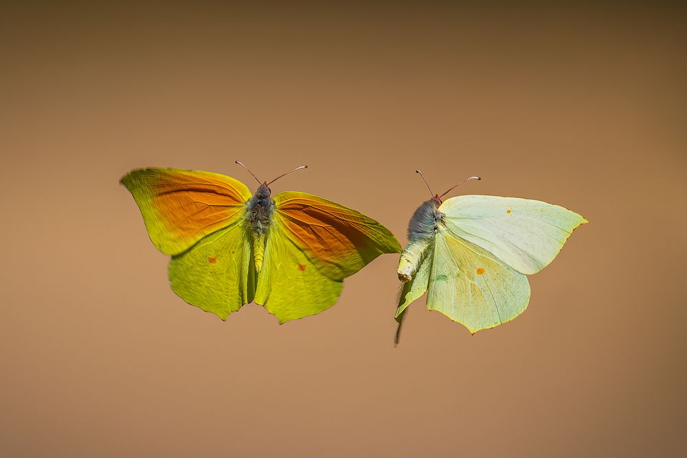 Фотография автора Ovidiu-Daniel Iordache