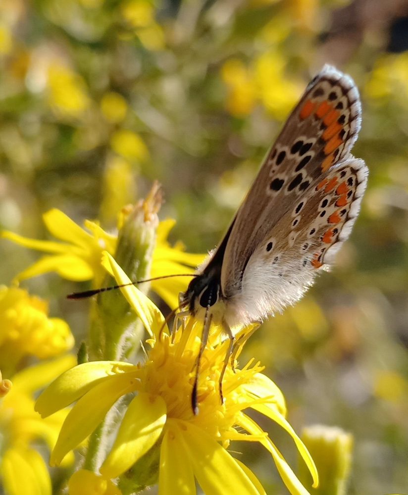 Photograph by Nadir Mekhati