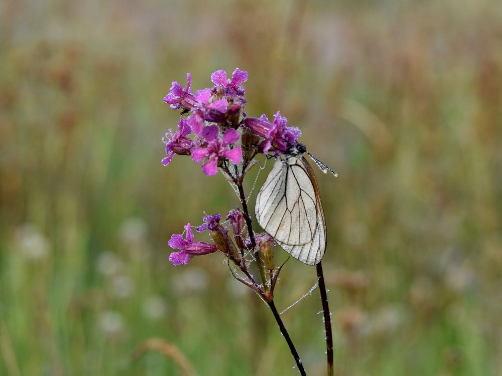 Photograph by Татьяна Калугина