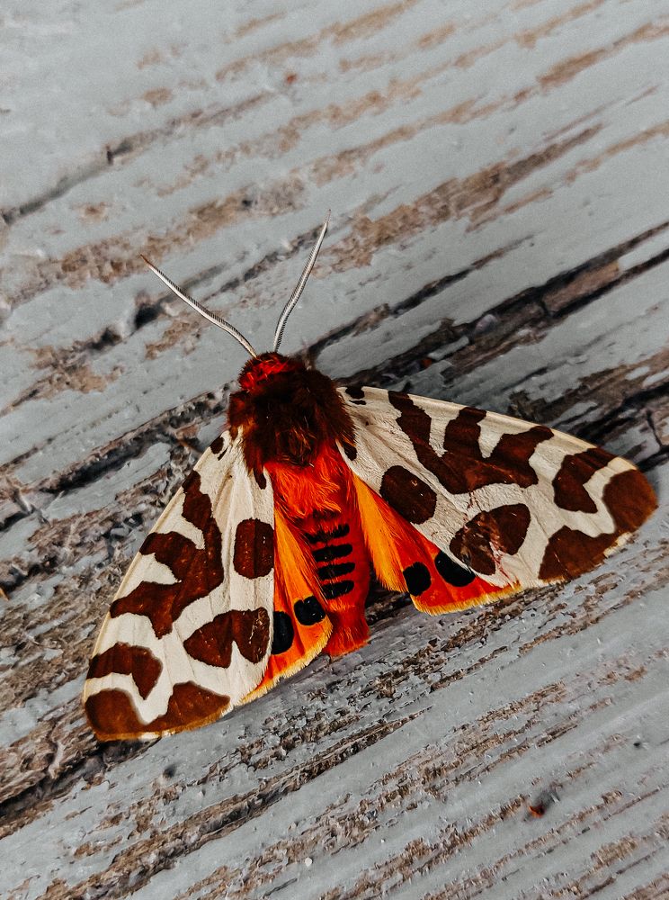 Photograph by Зульфия Вакилова