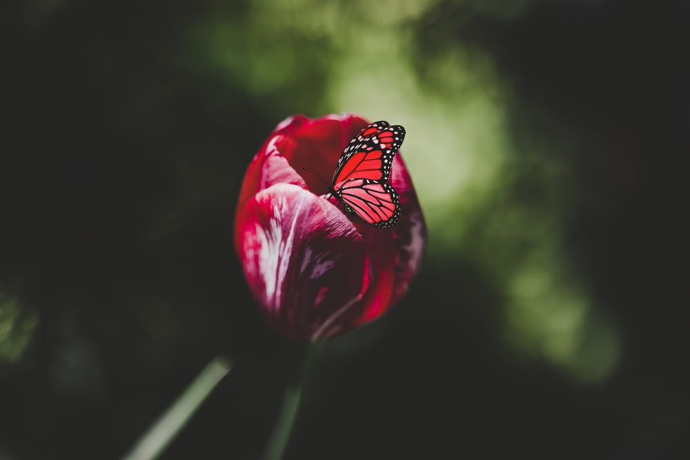 Butterfly in dramatic light
