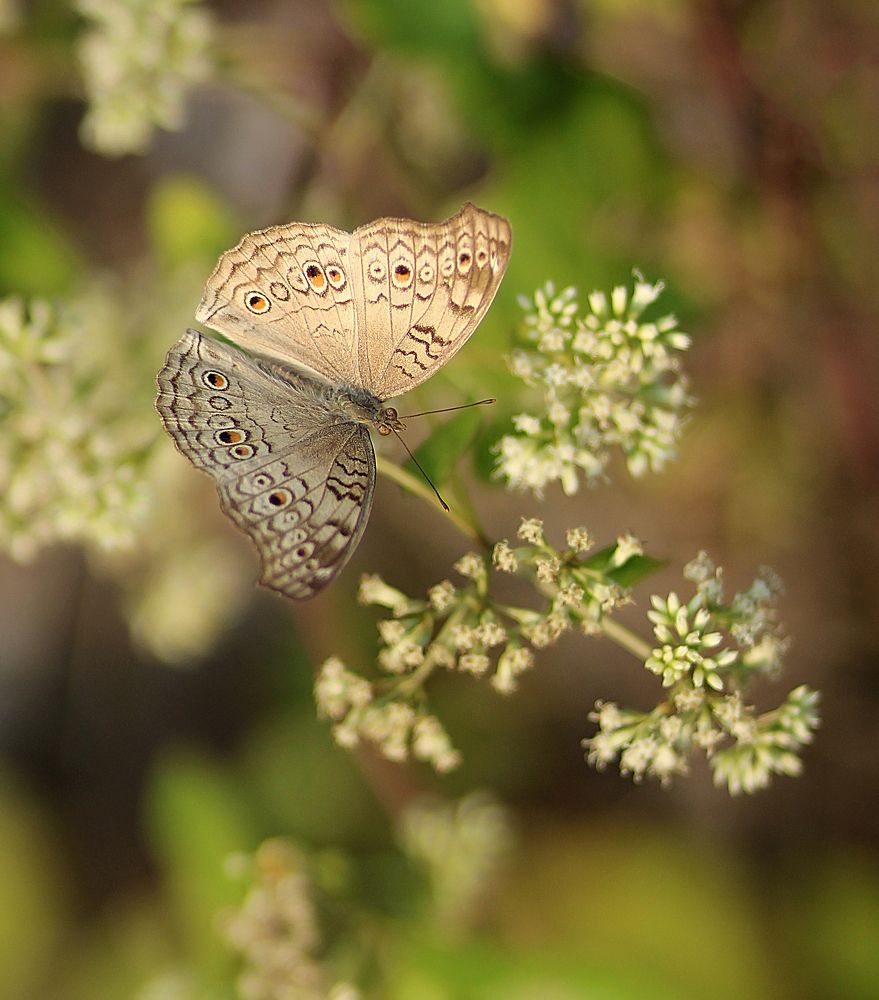 Photograph by Prodipta Das Hriday