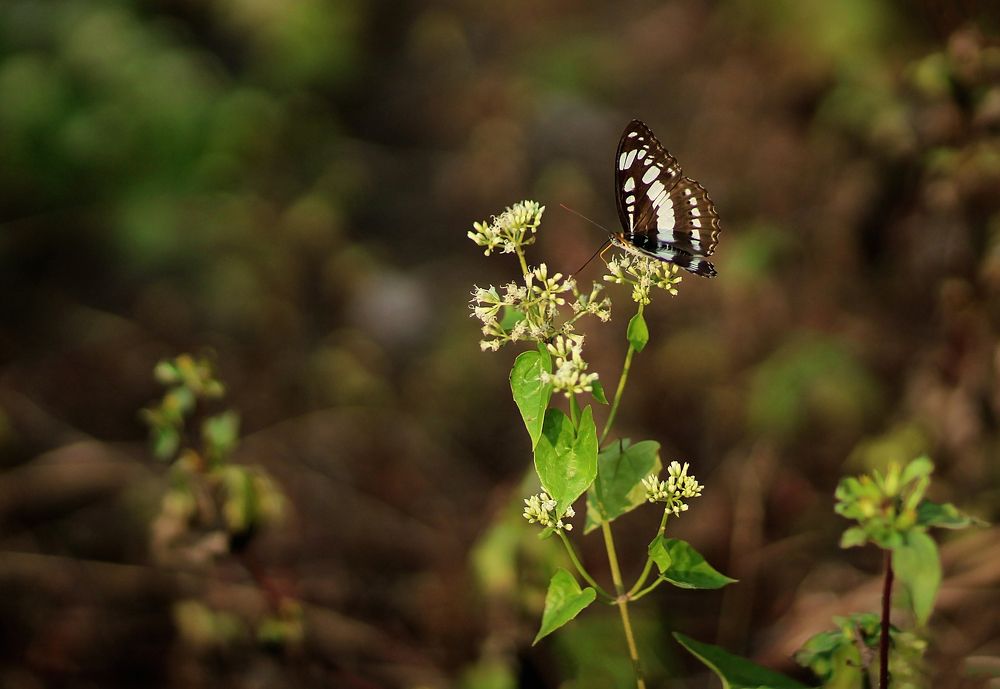 Photograph by Prodipta Das Hriday