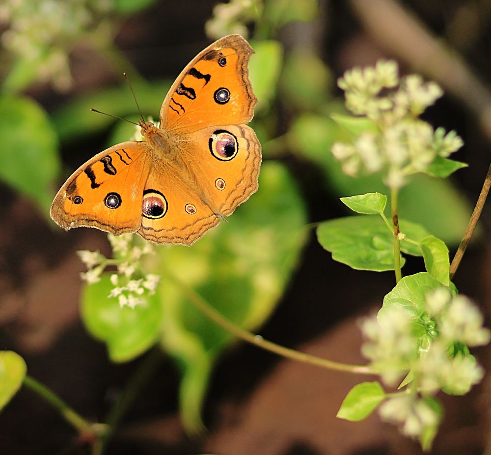 Photograph by Prodipta Das Hriday
