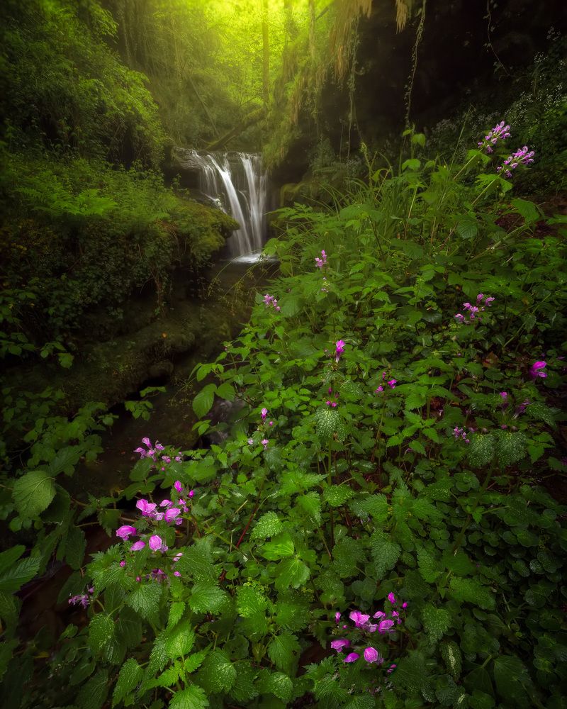 Jingle in the jungle