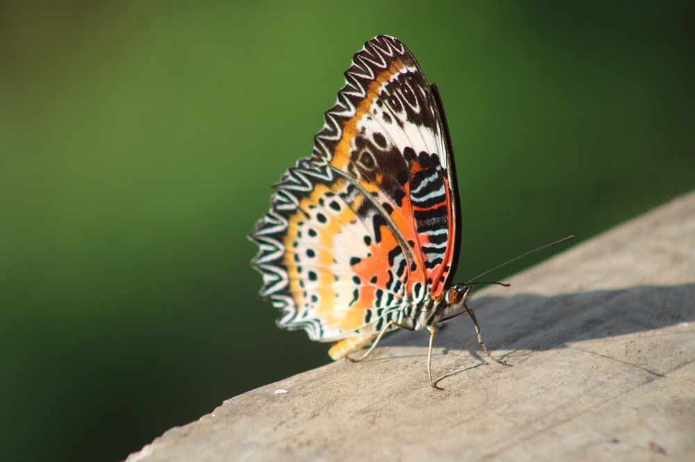 Photograph by Phatta Singh Ghalley