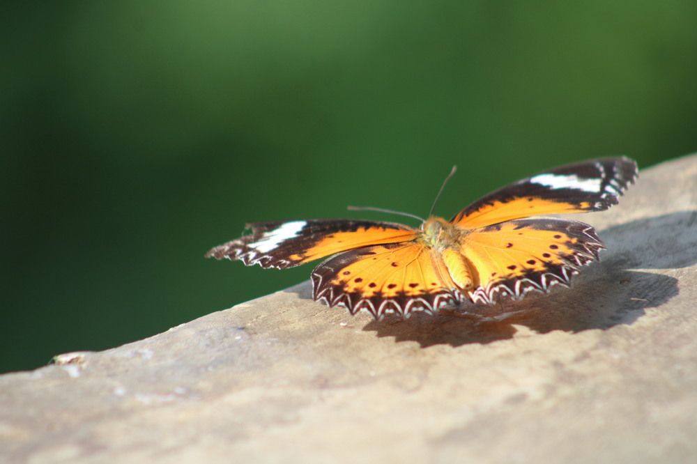 Photograph by Phatta Singh Ghalley