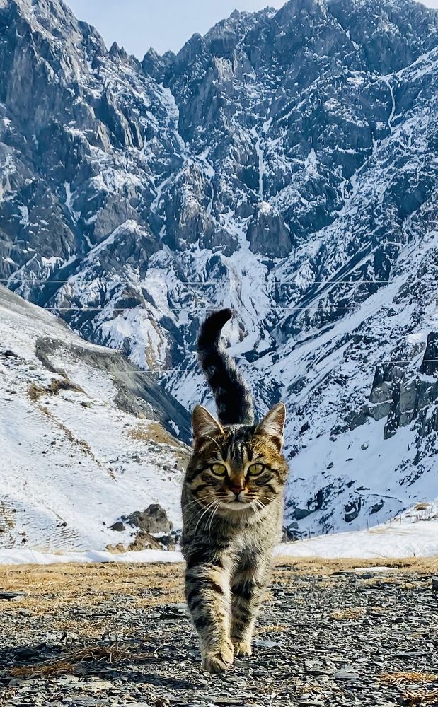 The Lord of Caucasus