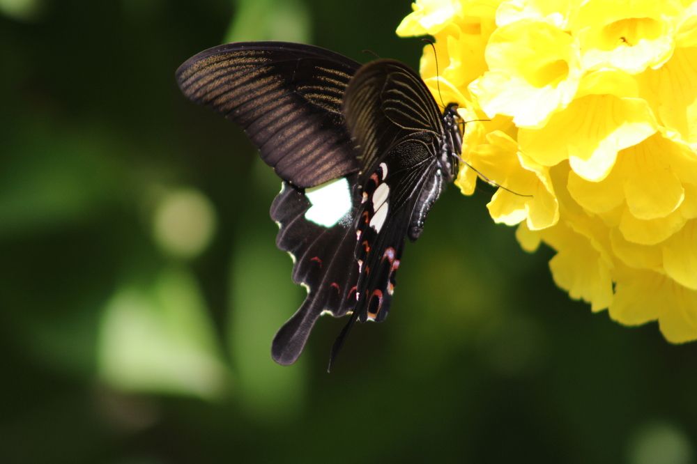 Photograph by Phatta Singh Ghalley