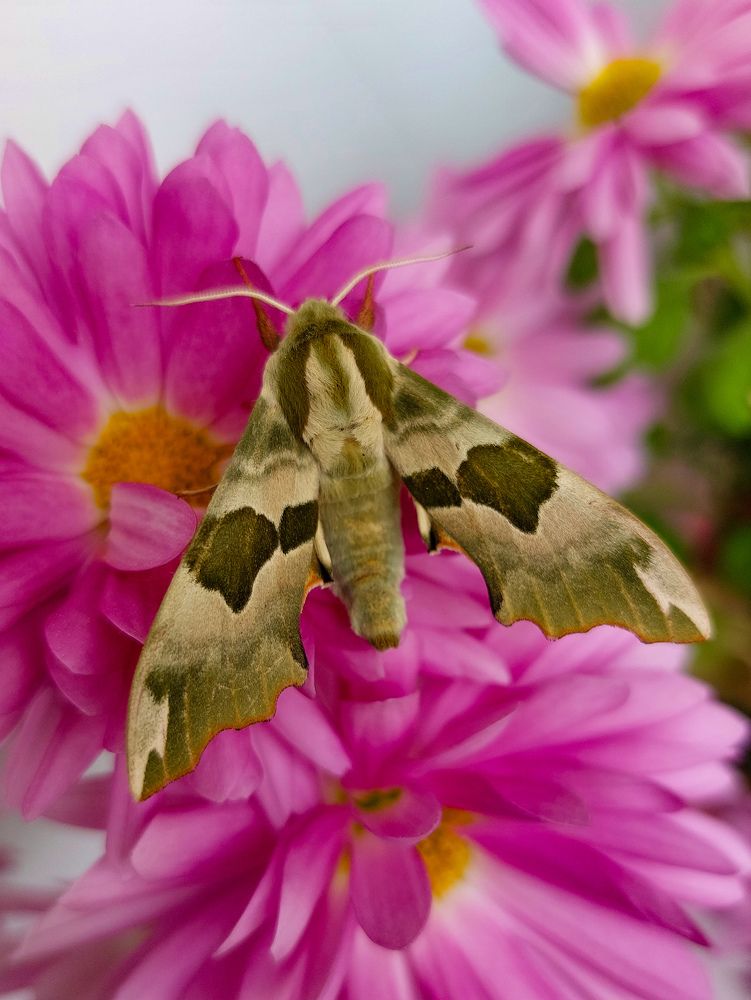 Photograph by Елена Жеребцова