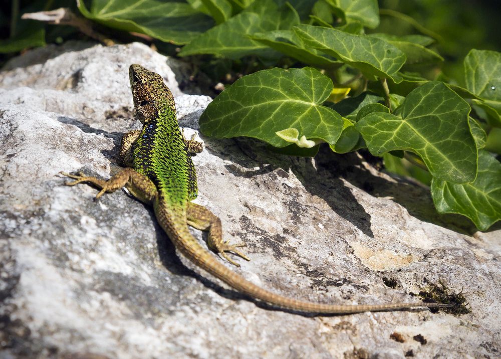 Photograph by Алексей Окунеев