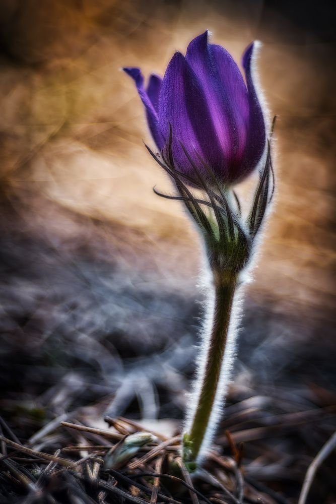 Фотография автора Владислав Храмцов