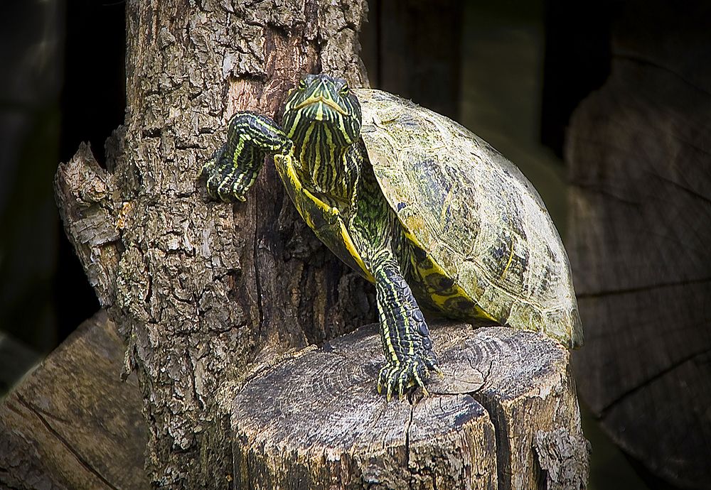 Photograph by Алексей Окунеев