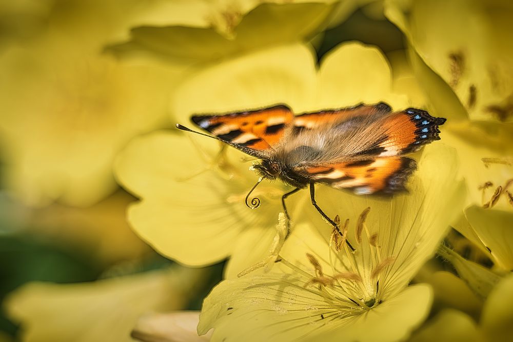 Фотография автора Владислав Храмцов