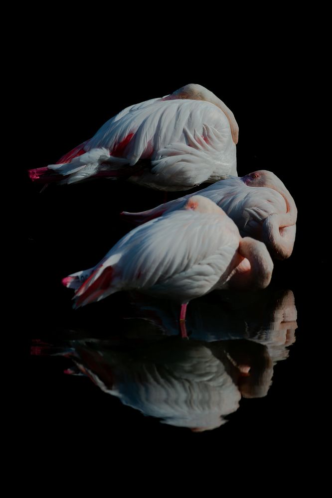 Photograph by Shima Hussni