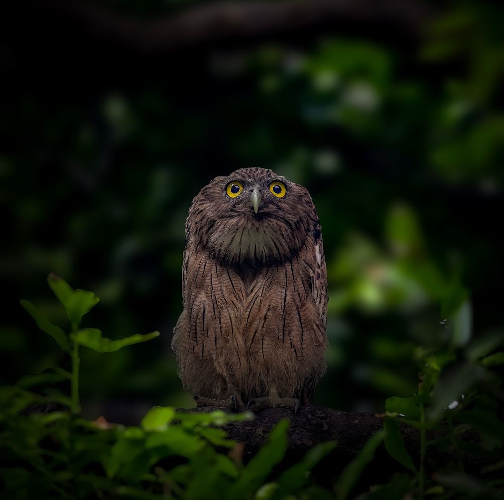 Photograph by Bhaskar Mallick