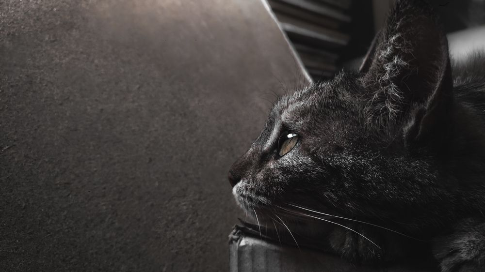 Photograph by Ali Rashtbari