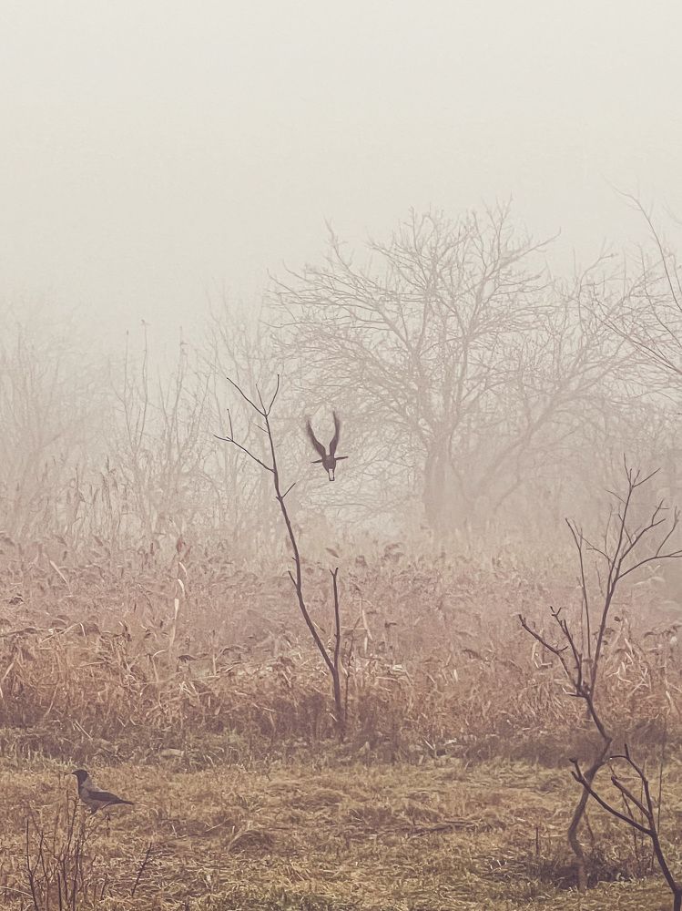 Photograph by Ирина Куренкова