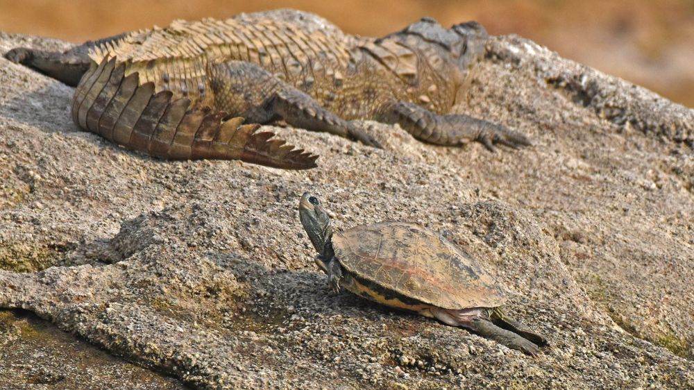 Фотография автора Prateek Agarwal