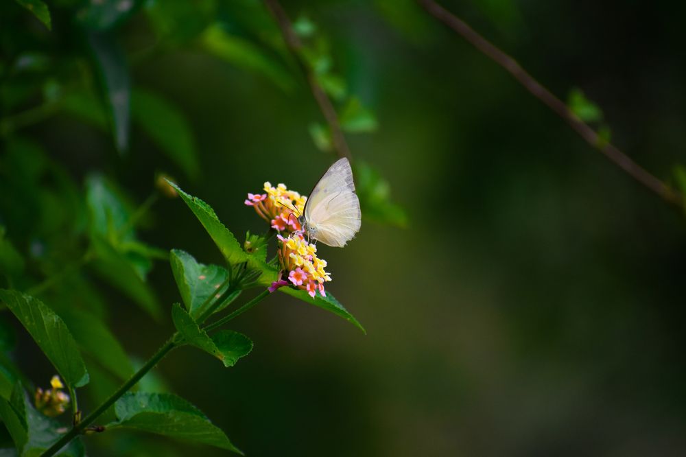 Photograph by Harsh Patel