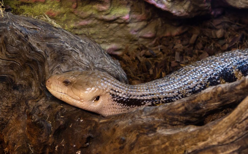 Photograph by Диана Бородзе