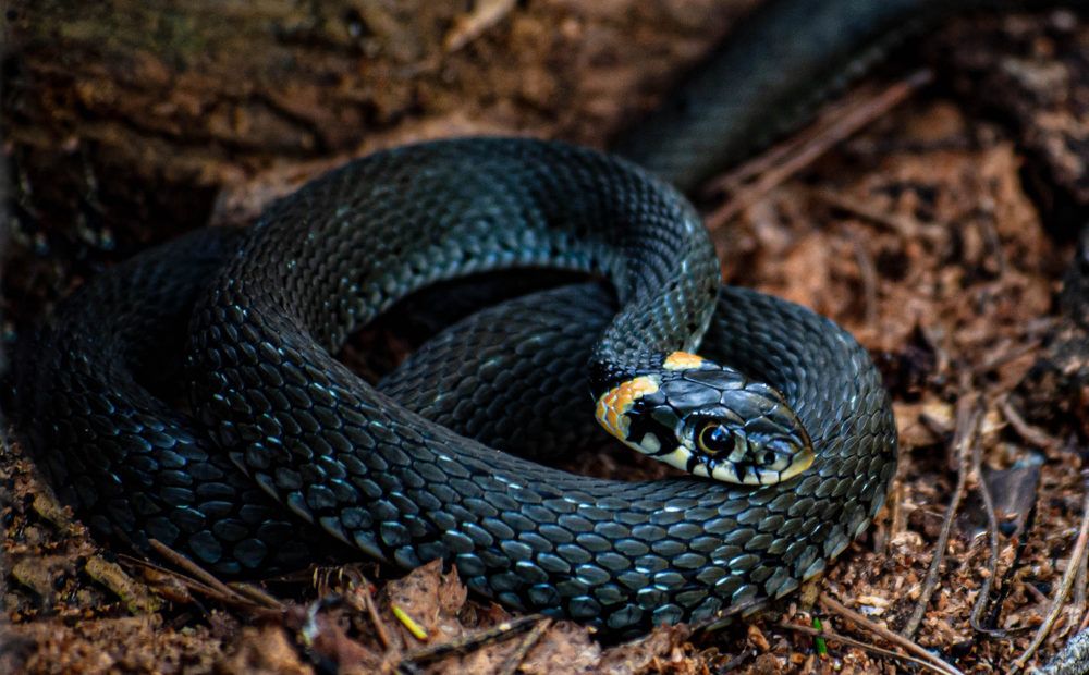 Photograph by Диана Бородзе