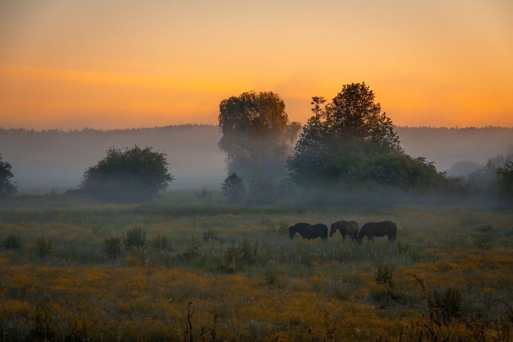 Photograph by Диана Бородзе
