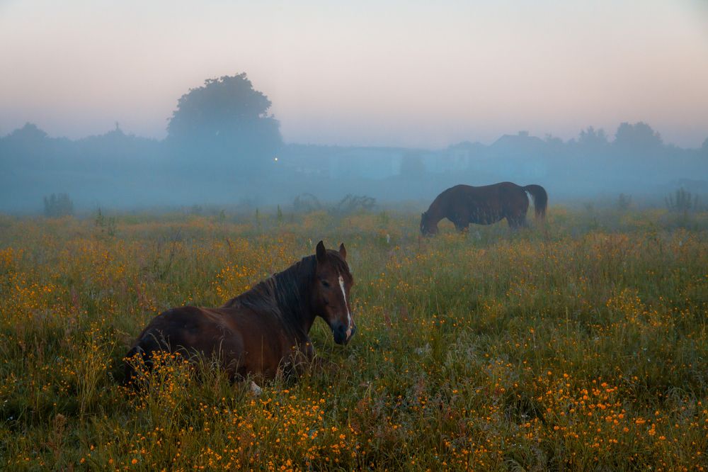 Photograph by Диана Бородзе