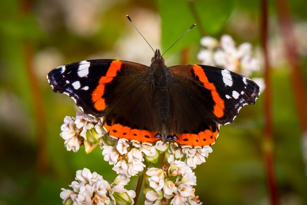 Photograph by Диана Бородзе