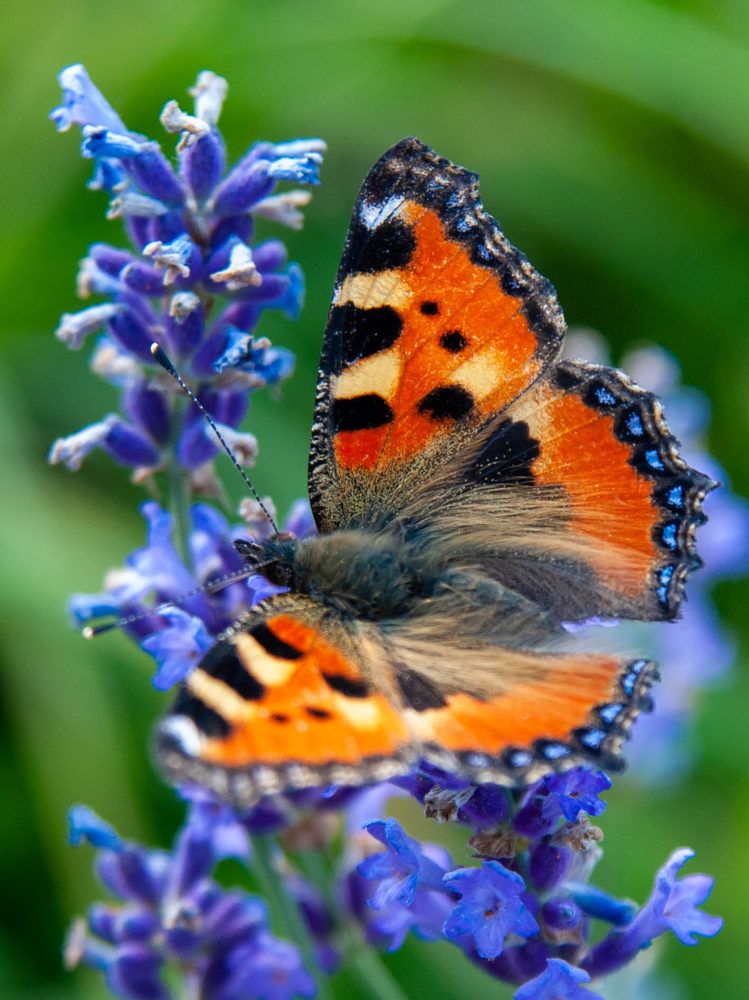 Photograph by Диана Бородзе