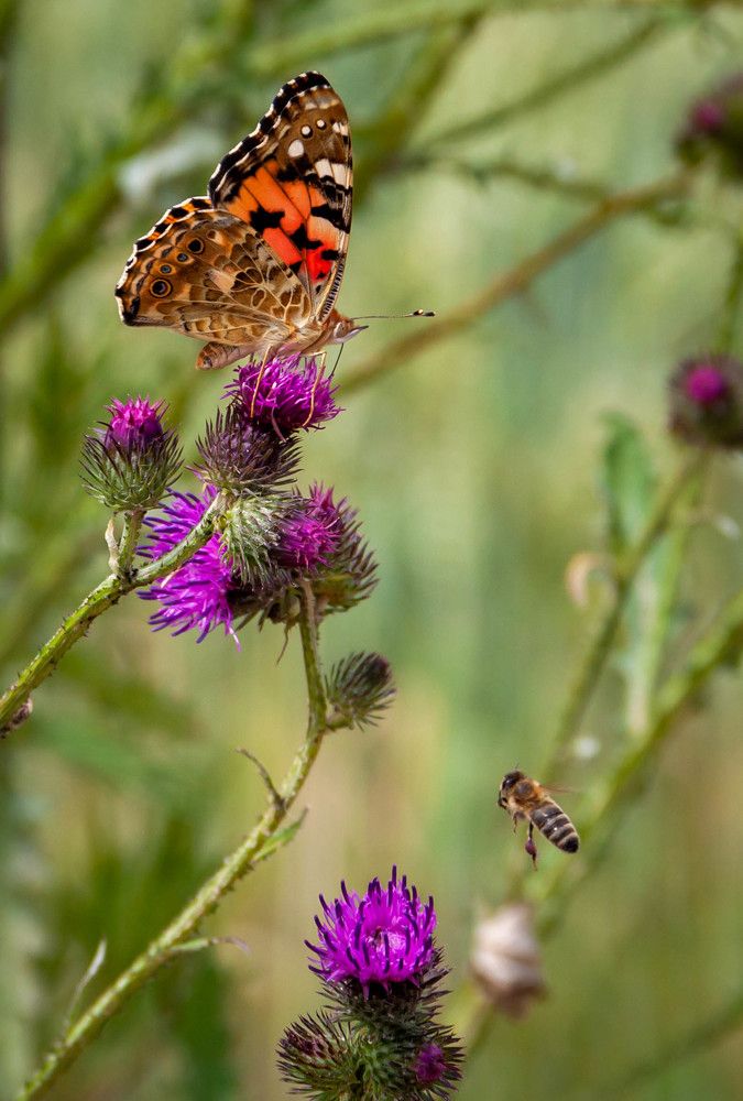 Photograph by Диана Бородзе