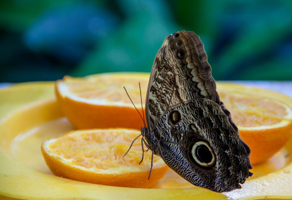 Photograph by Диана Бородзе