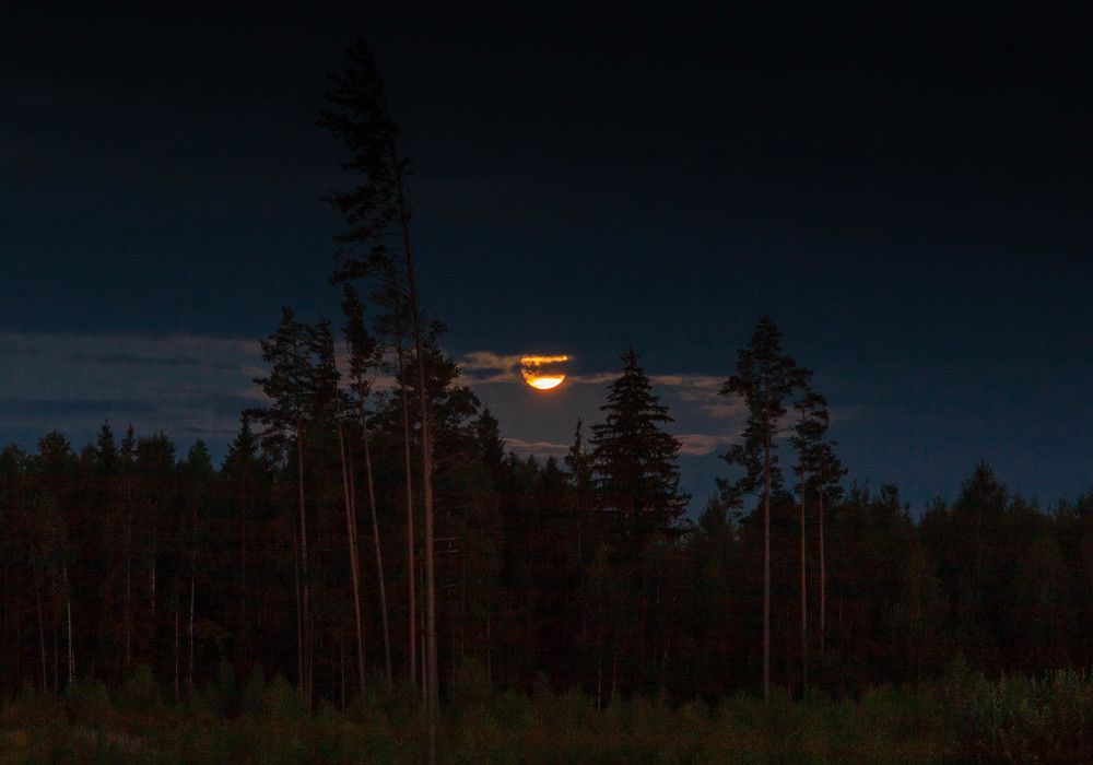 Photograph by Диана Бородзе