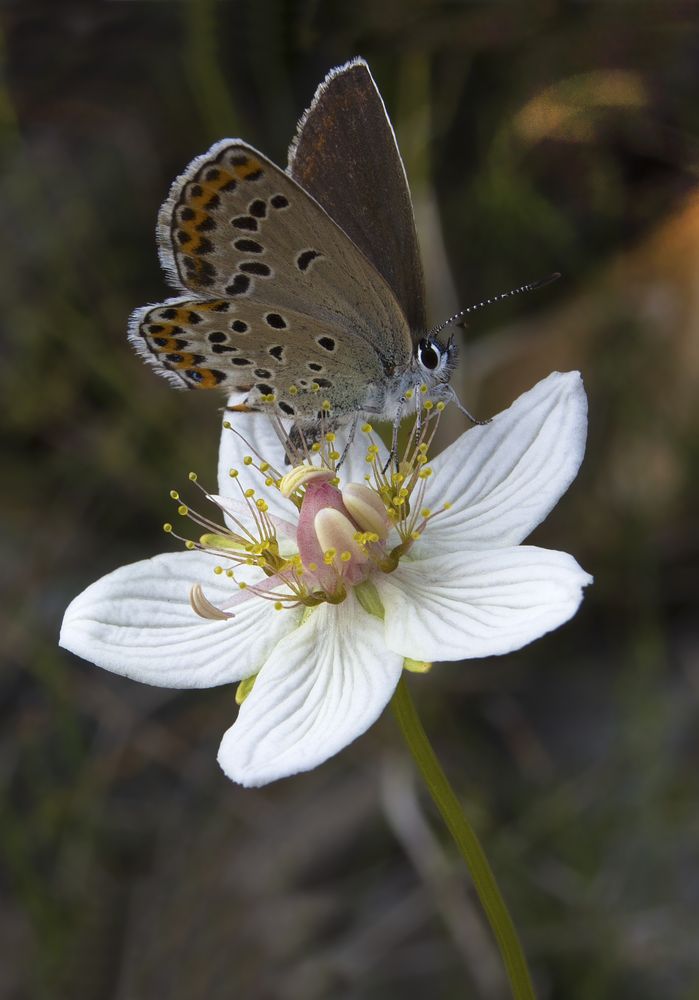 Photograph by Олег Тетерин