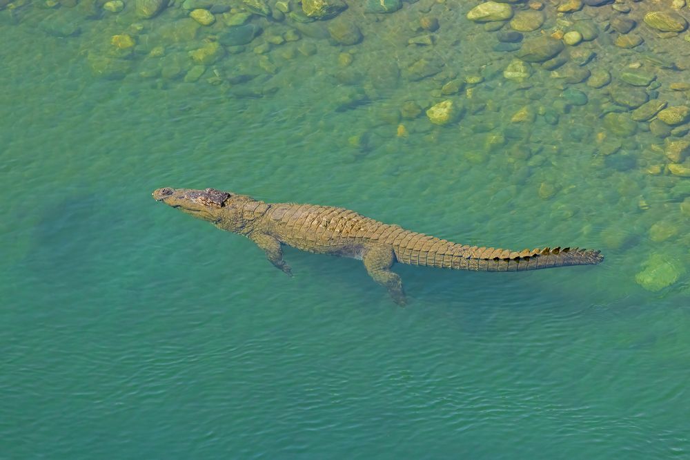 Floating Killer Machine!