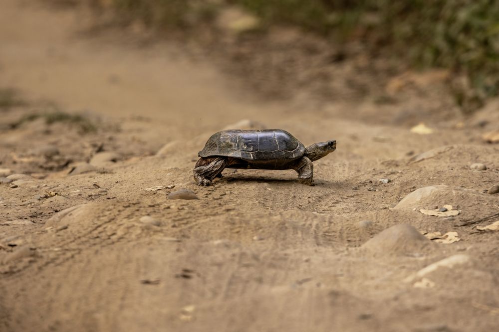 Road Crossing Alert!!