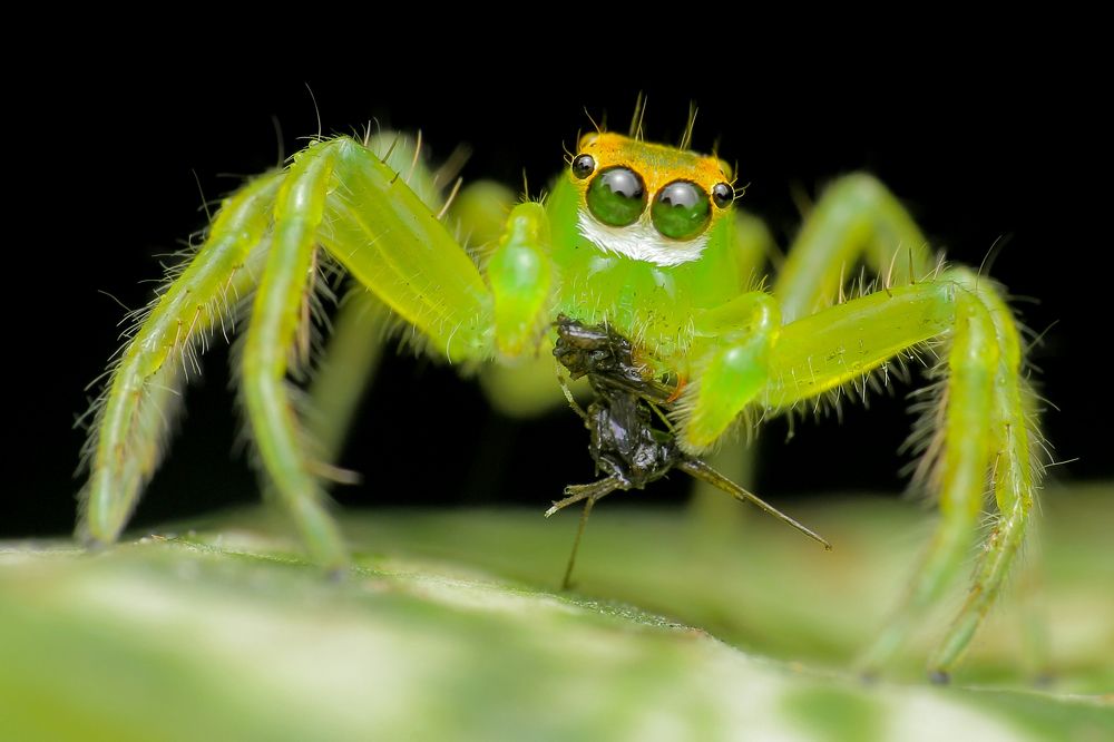 green jumping spider