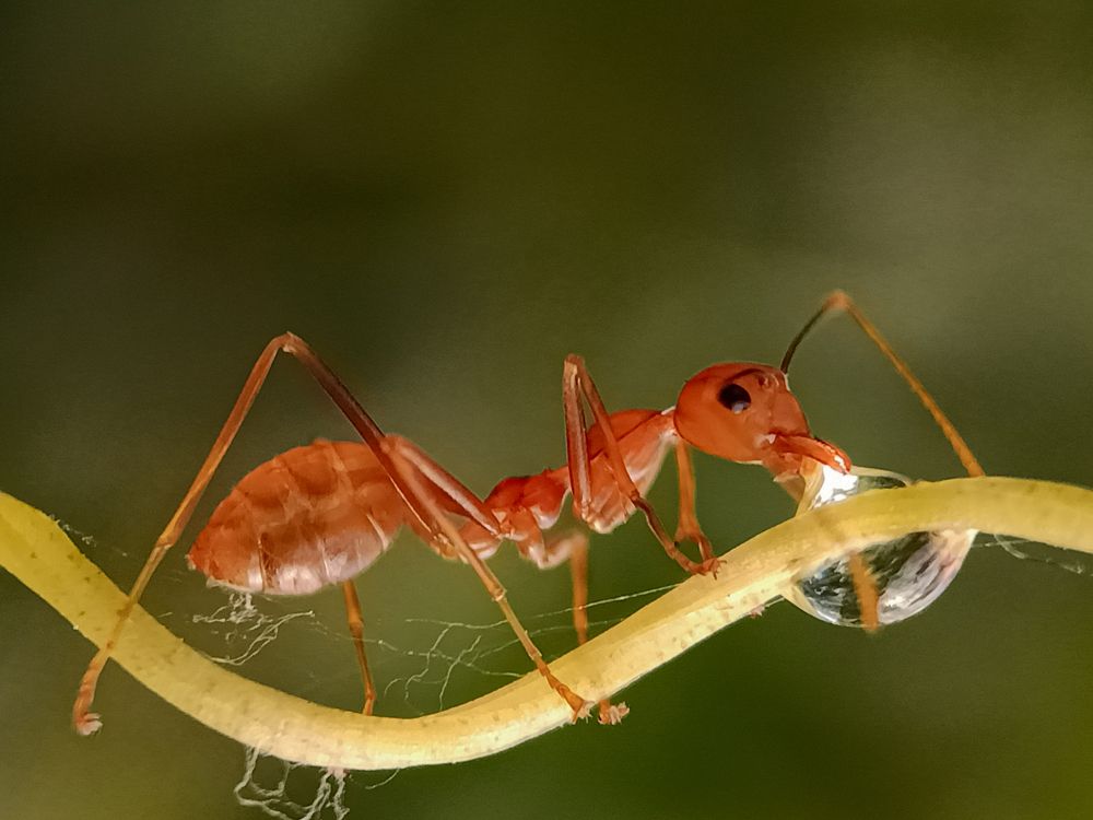 Thirsty ant